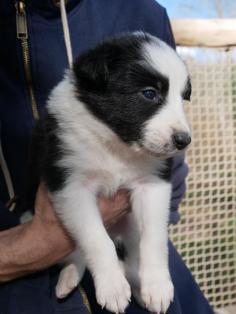 Simon Leray - Chiots disponibles - Border Collie