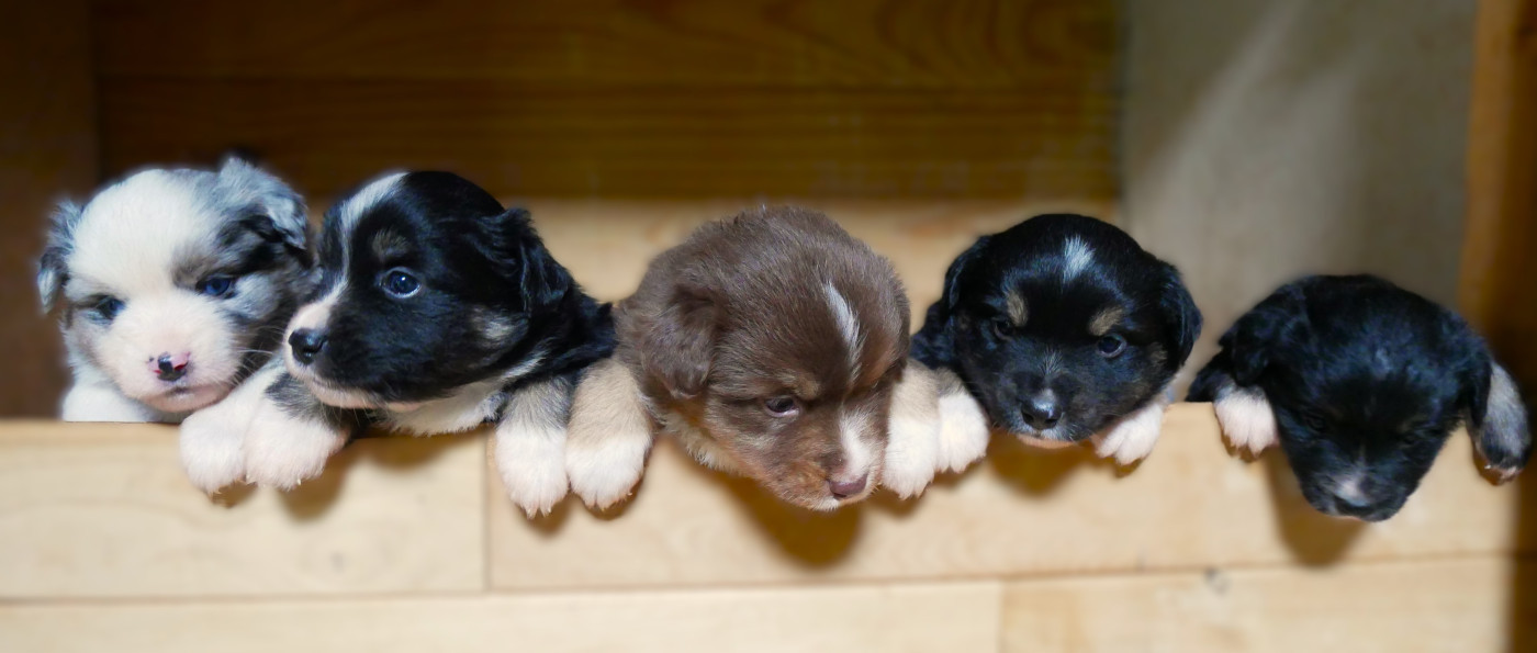 Chiot Berger Américain Miniature  Simon Leray