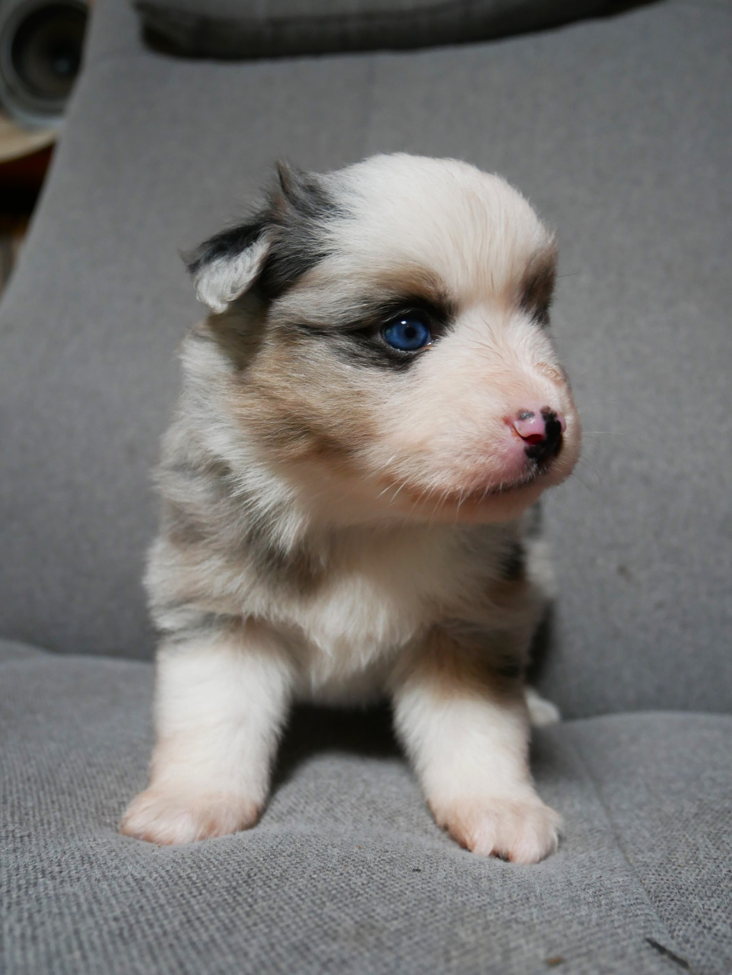 Simon Leray - Chiots disponibles - Berger Américain Miniature 