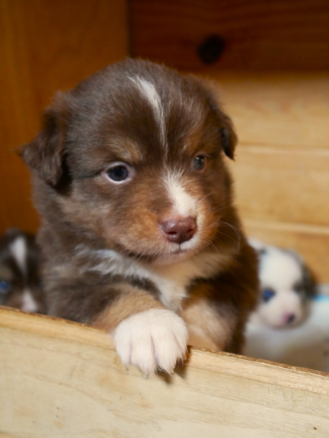 Simon Leray - Chiots disponibles - Berger Américain Miniature 