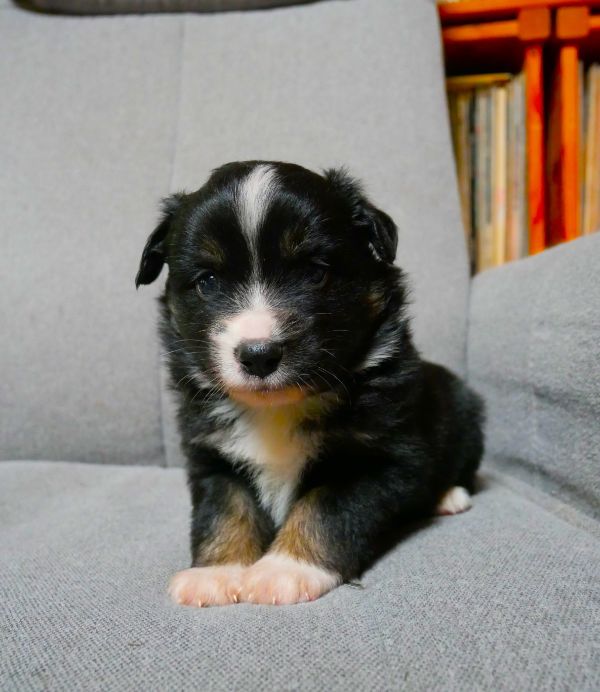 Simon Leray - Chiots disponibles - Berger Américain Miniature 