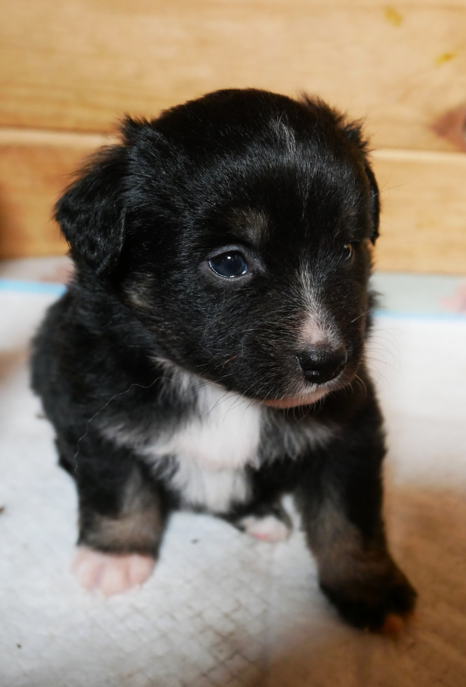 Simon Leray - Chiots disponibles - Berger Américain Miniature 
