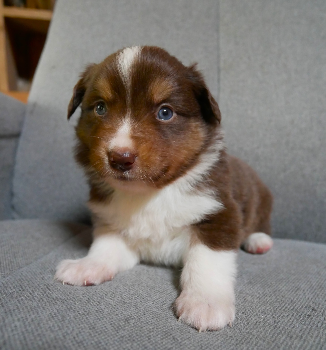 Simon Leray - Chiots disponibles - Berger Américain Miniature 