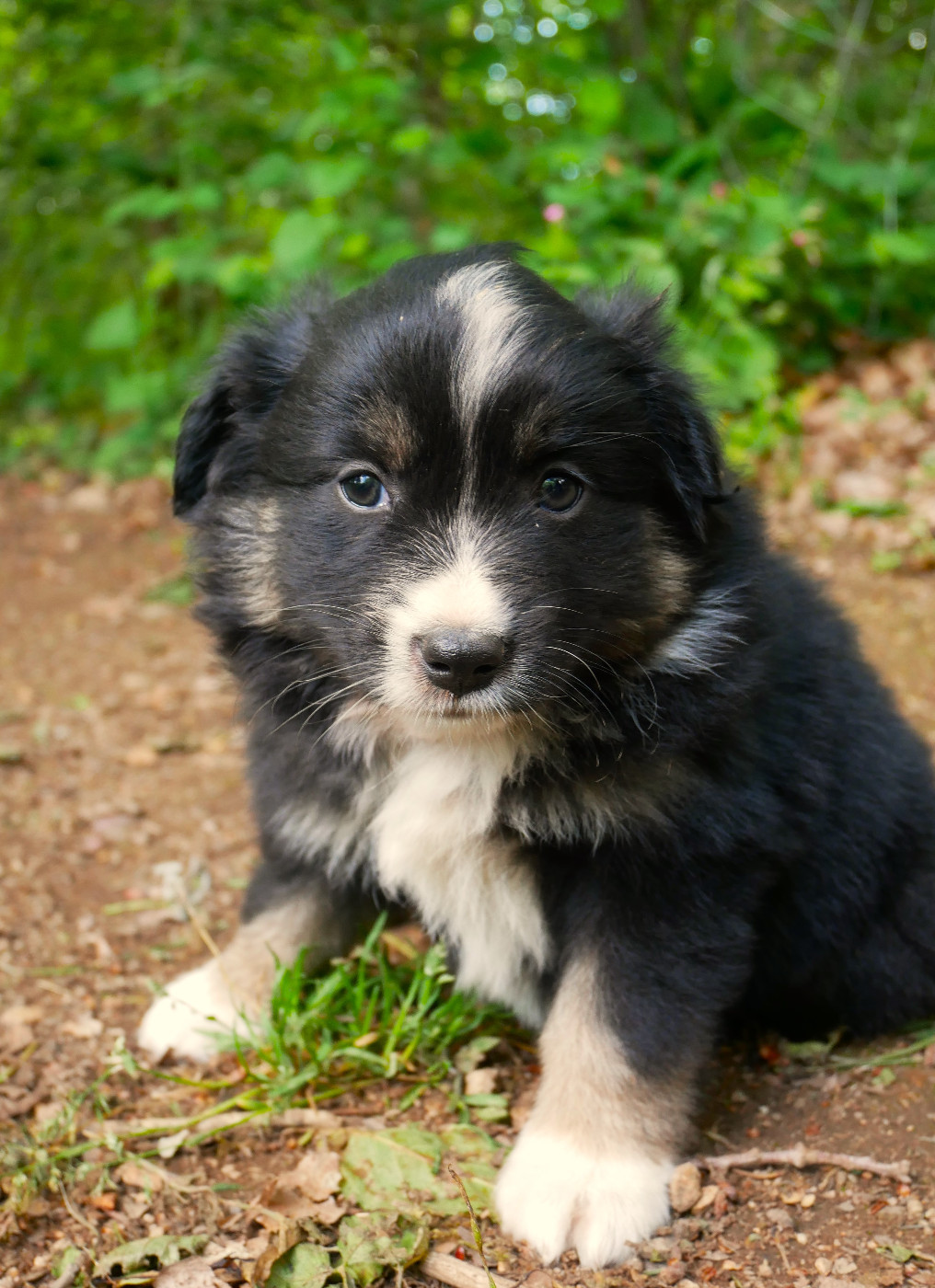 Simon Leray - Chiots disponibles - Berger Américain Miniature 