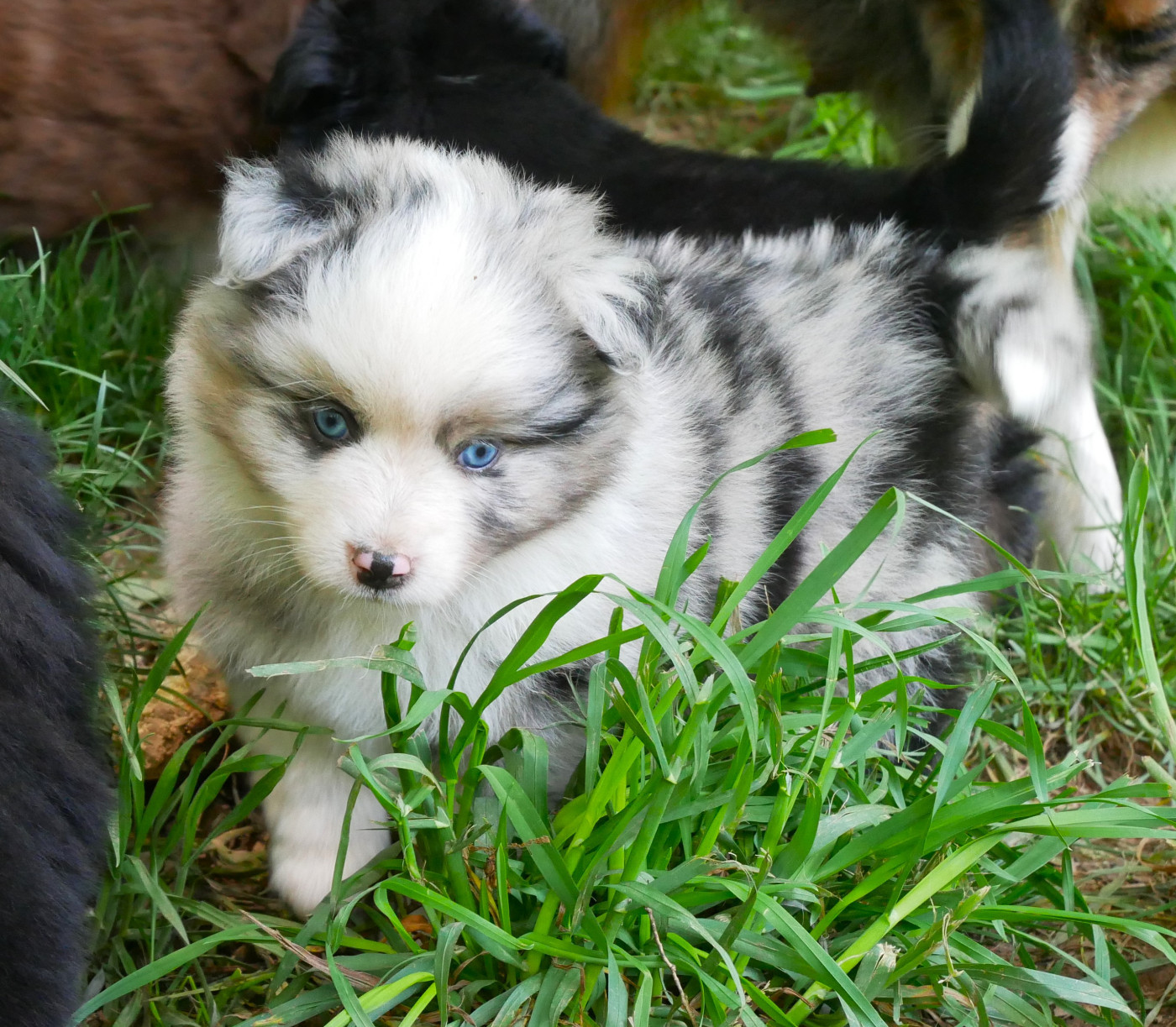 Chiot Berger Américain Miniature  Simon Leray