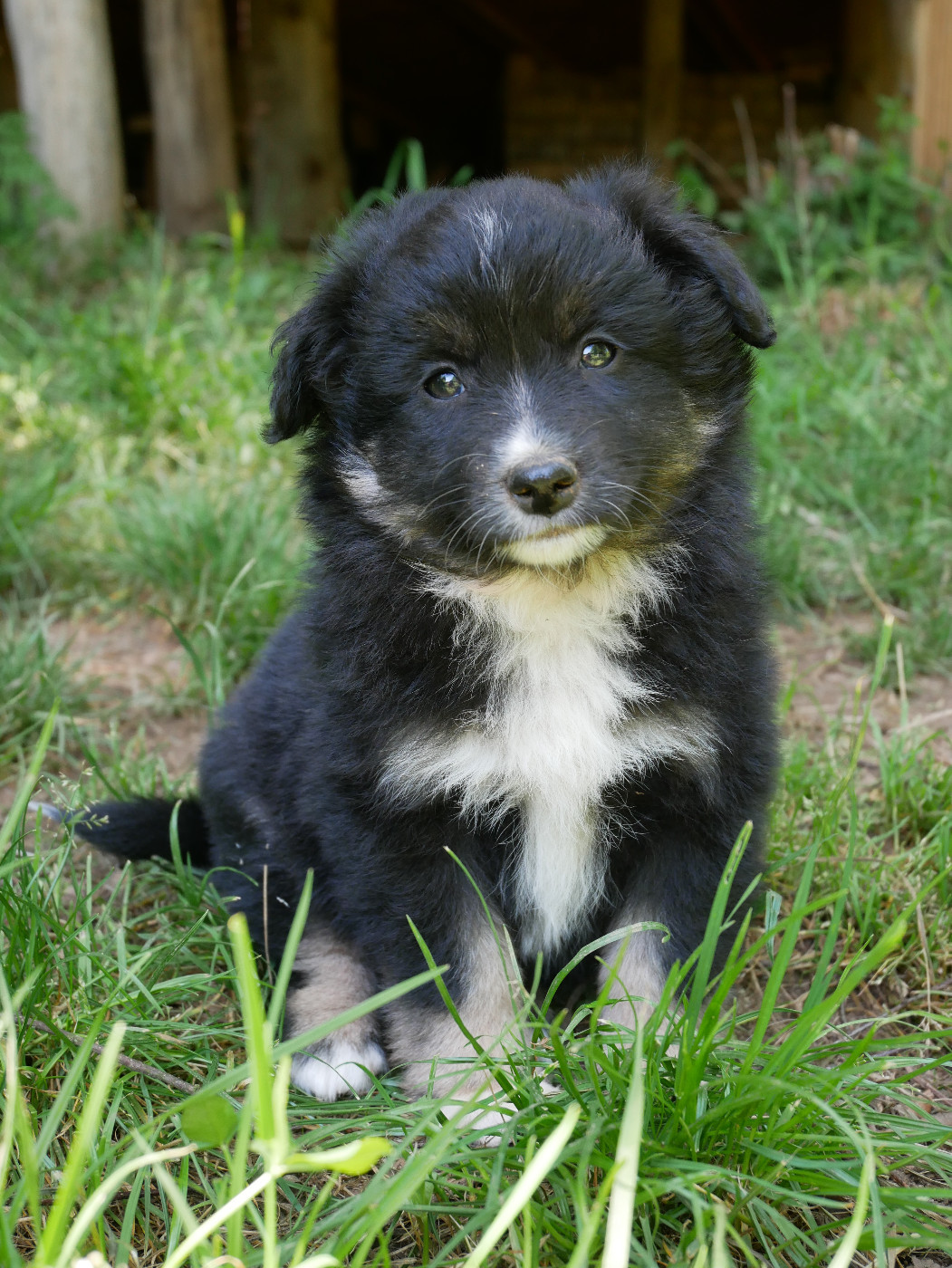 Simon Leray - Chiots disponibles - Berger Américain Miniature 