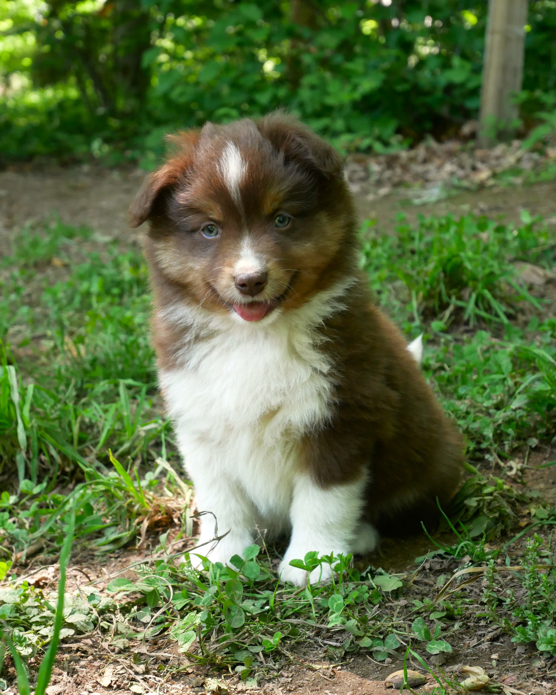Simon Leray - Chiots disponibles - Berger Américain Miniature 