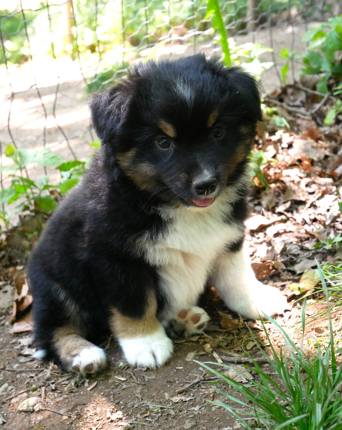 Simon Leray - Chiots disponibles - Berger Américain Miniature 