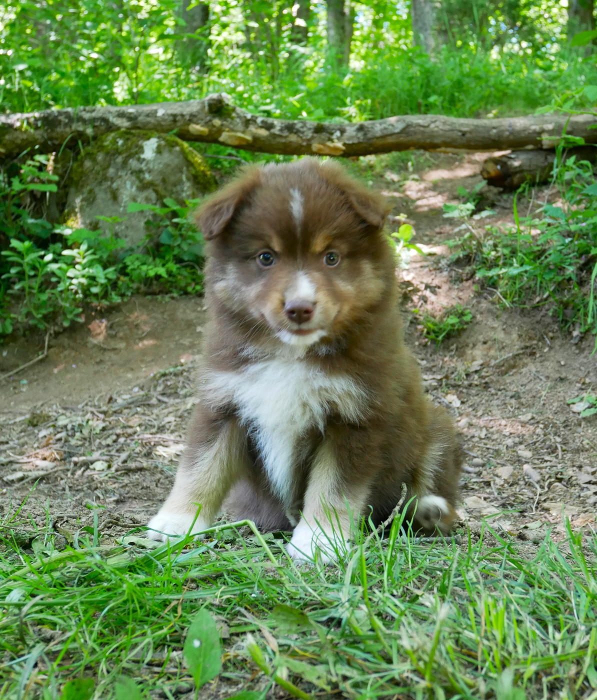 Simon Leray - Chiots disponibles - Berger Américain Miniature 