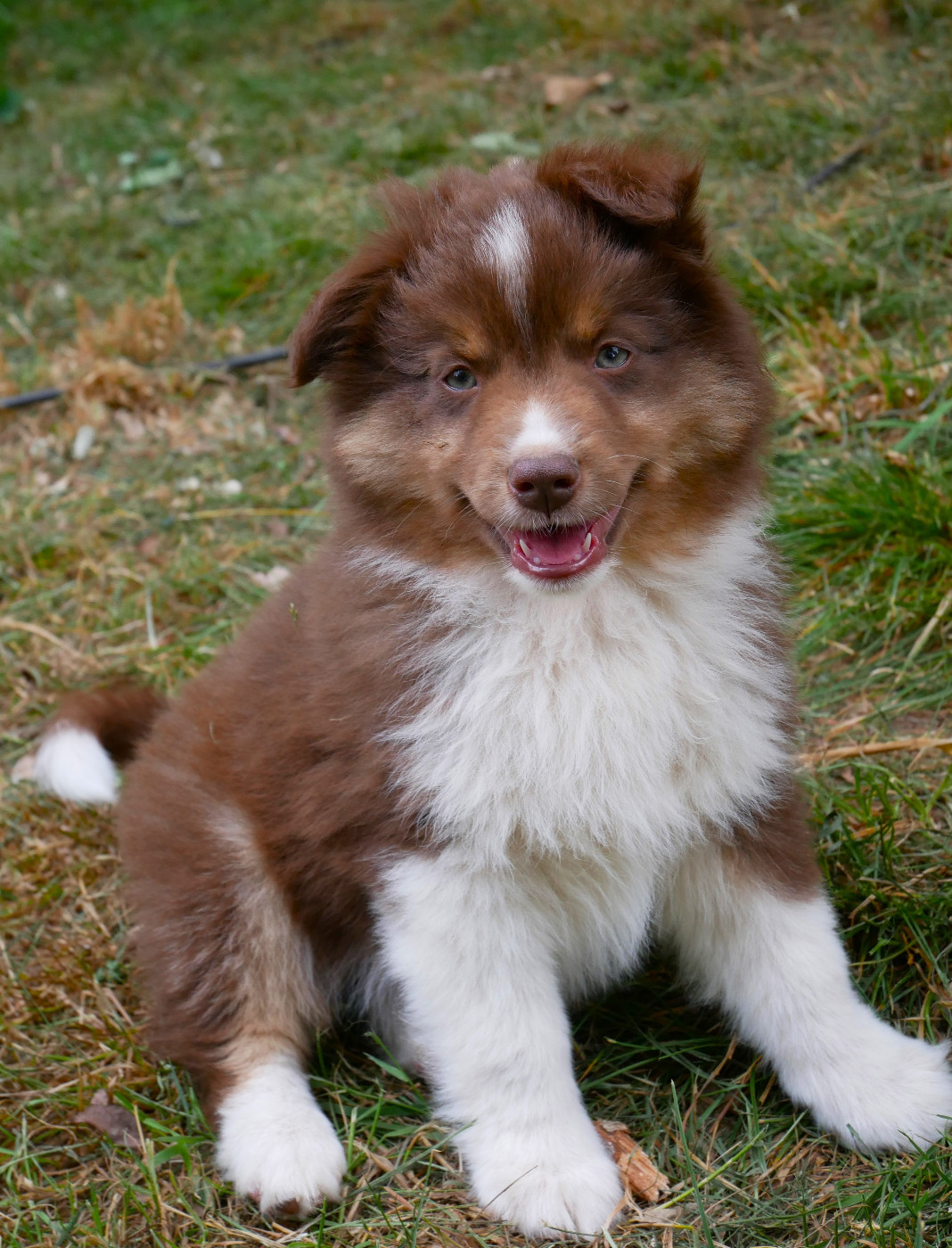 Simon Leray - Chiots disponibles - Berger Américain Miniature 