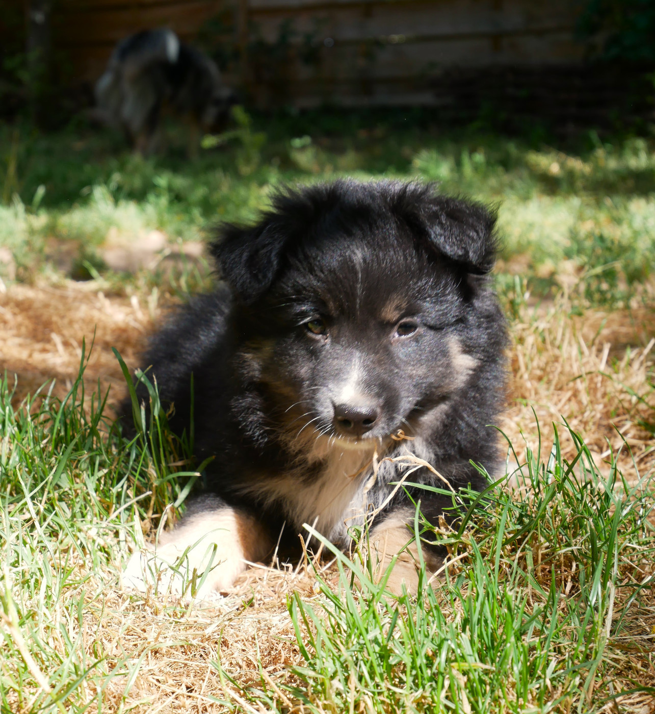 Simon Leray - Chiots disponibles - Berger Américain Miniature 