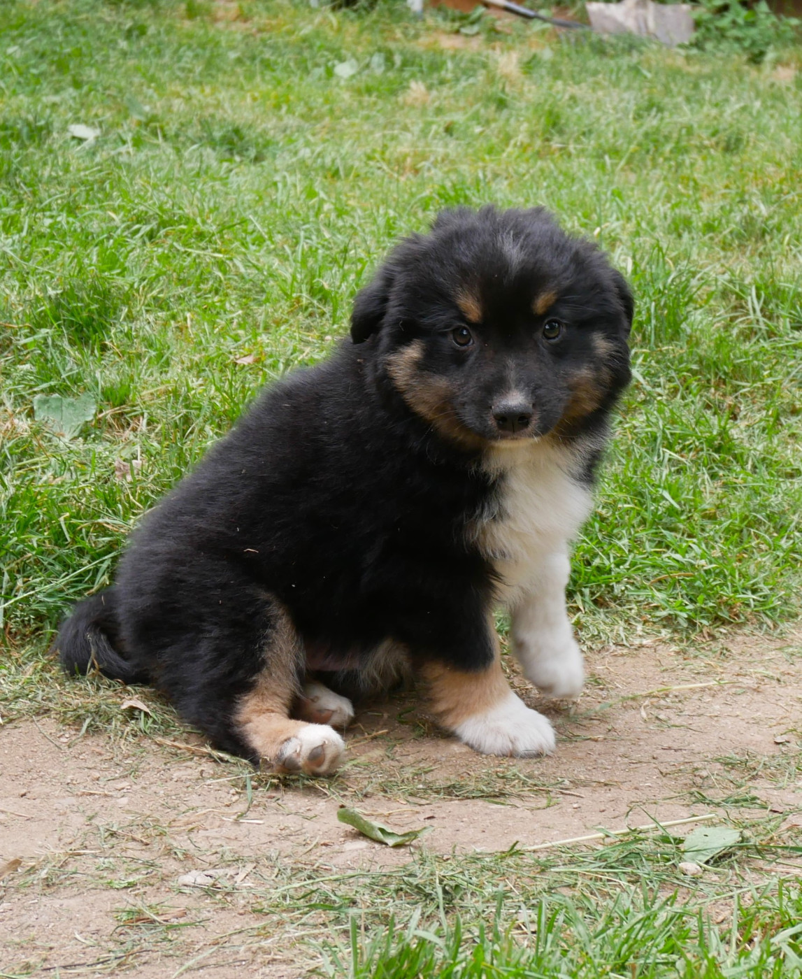 Simon Leray - Chiots disponibles - Berger Américain Miniature 