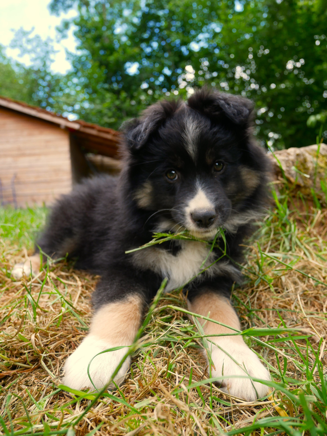 Simon Leray - Chiots disponibles - Berger Américain Miniature 