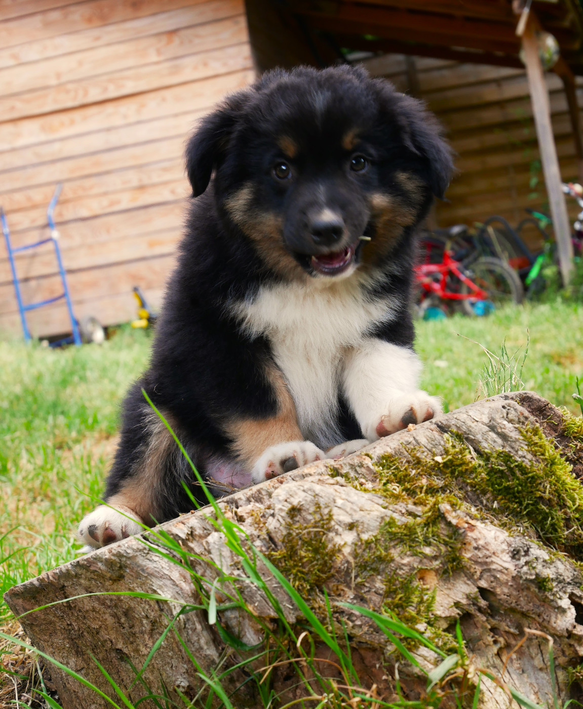Simon Leray - Chiots disponibles - Berger Américain Miniature 