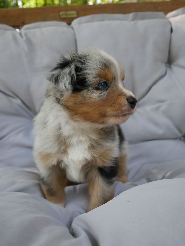 Simon Leray - Chiots disponibles - Berger Américain Miniature 