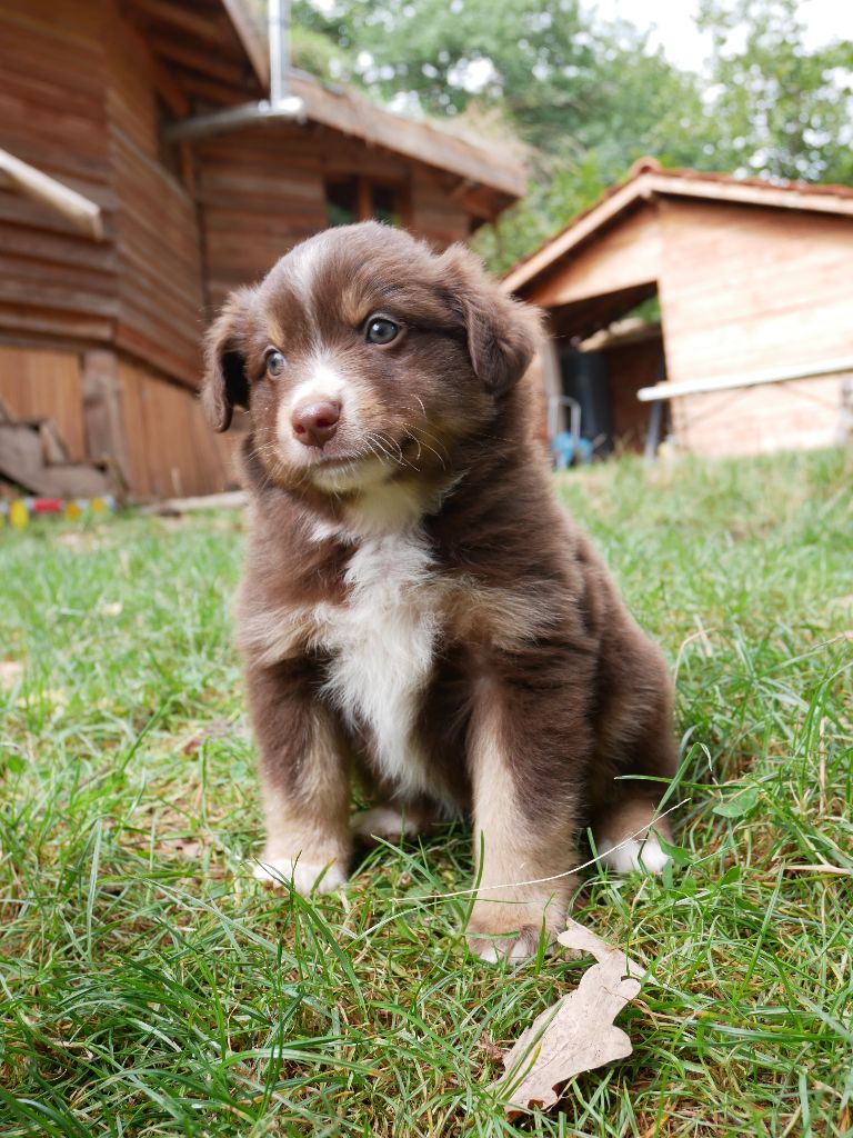 Simon Leray - Chiots disponibles - Berger Américain Miniature 