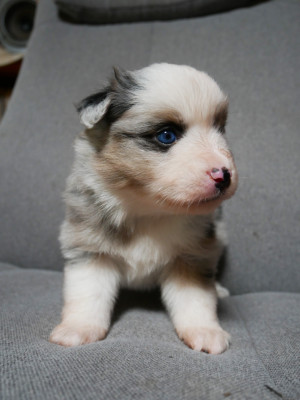 femelle bleue merle