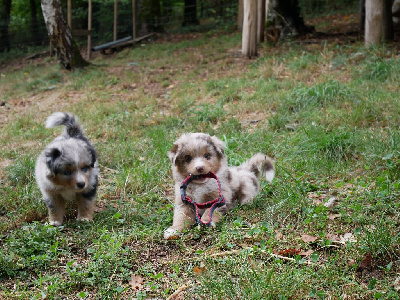 CHIOT 3