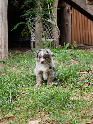 CHIOT 4