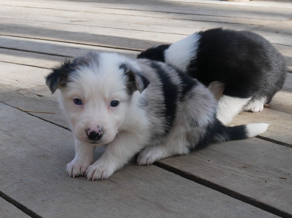Simon Leray - Border Collie - Portée née le 27/01/2025